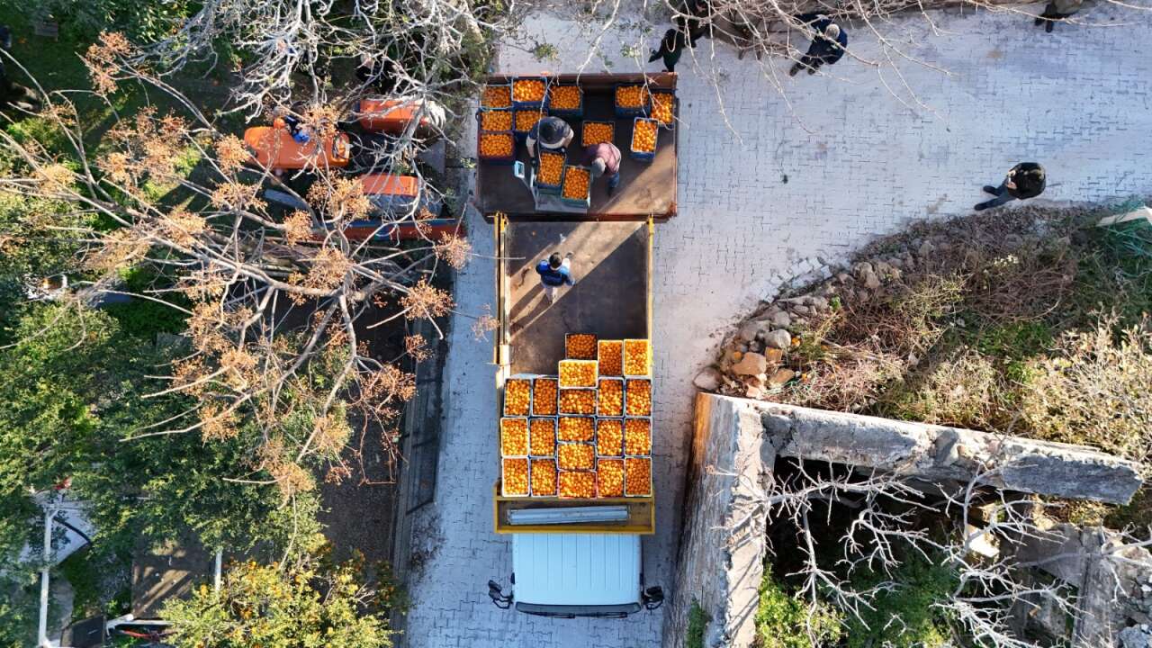 Bodrum’da Mandalin Üreticisine 5 Milyon TL’lik Destek 5